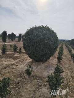 高度280厘米大叶黄杨柱