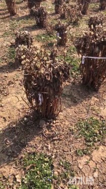 高度125厘米结香