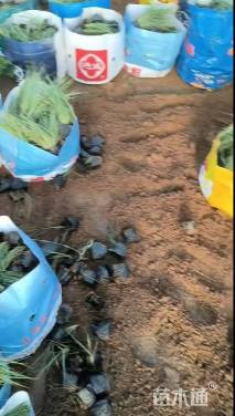 高度20厘米坡地毛冠草