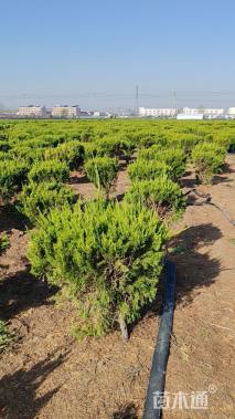 冠幅60厘米龙柏球