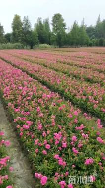 高度30厘米丰花月季