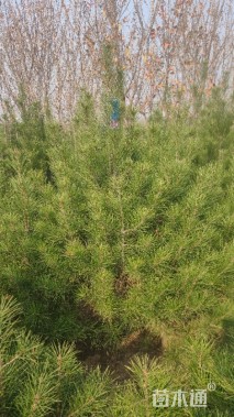 高度150厘米白皮松小苗