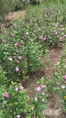 高度120厘米木槿