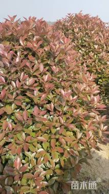 冠幅140厘米红叶石楠球