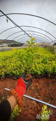 高度20厘米连翘