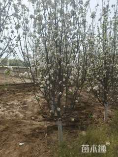 10公分八棱海棠