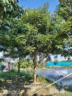 10公分紫花风铃木