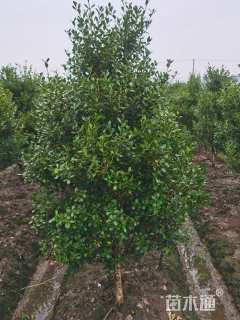 高度120厘米瓜子黄杨