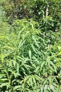 高度70厘米李子小苗