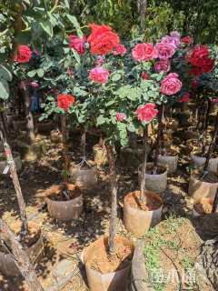 高度25厘米薰衣草