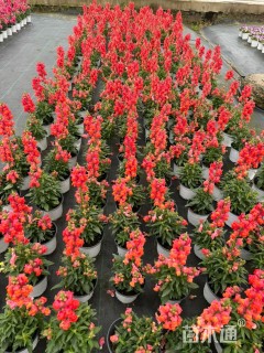 高度20厘米金鱼草