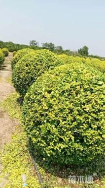 高度180厘米金叶女贞