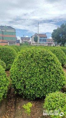 冠幅80厘米海桐球