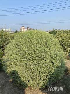 冠幅150厘米银姬小蜡球