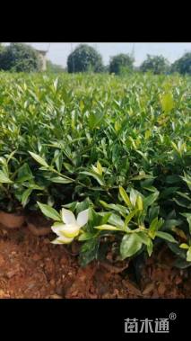 高度40厘米中叶栀子