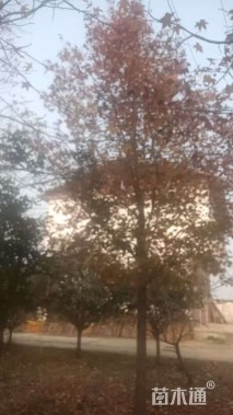 20公分北美枫香