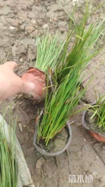 高度10厘米白花葱兰