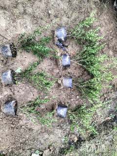 高度35厘米龟甲冬青