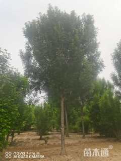 14公分秋紫白蜡