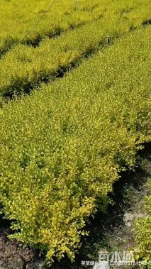 高度30厘米亮晶女贞小苗