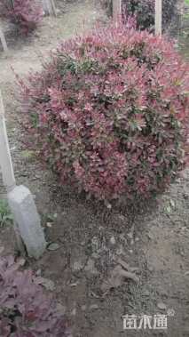 高度80厘米红叶小檗