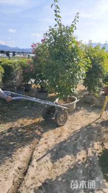 高度100厘米三角梅