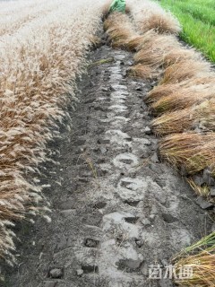 高度20厘米小兔子狼尾草