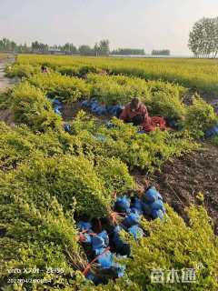 高度60厘米小叶女贞