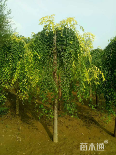 10公分金叶垂榆