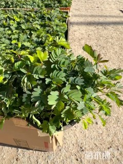 高度15厘米含羞草