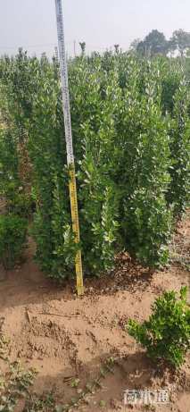 高度150厘米北海道黄杨