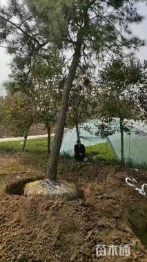 高度200厘米黑松