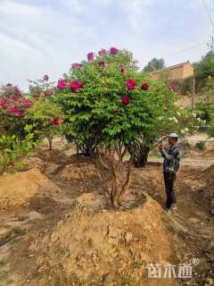 高度150厘米紫斑牡丹