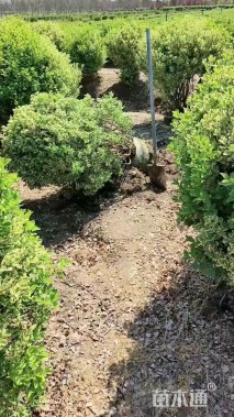 冠幅120厘米金边黄杨球