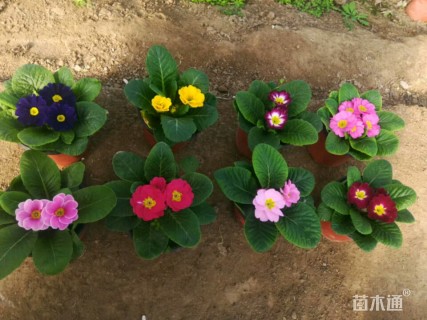 报春花