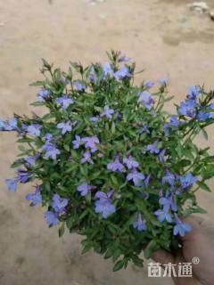 高度30厘米半边莲