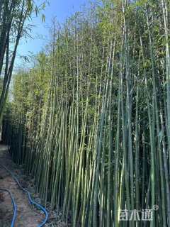 地栽苗刚竹