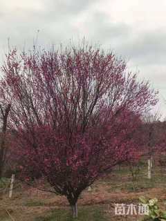 16公分骨里红梅