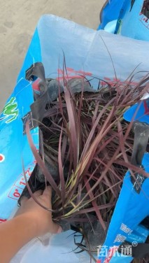 高度20厘米紫叶狼尾草