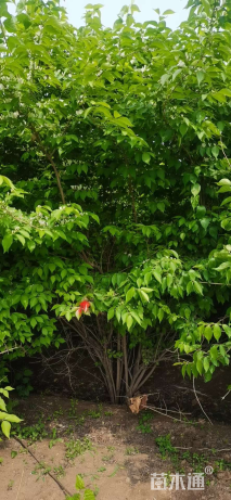 高度200厘米丛生金银木