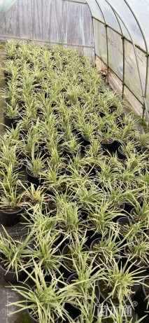 高度20厘米银边麦冬