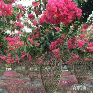 80公分紫薇花瓶