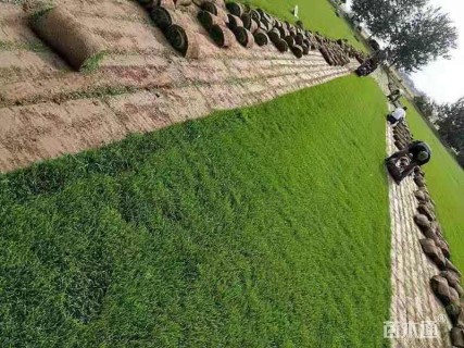 草卷状早熟禾草