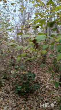 高度200厘米丛生紫荆