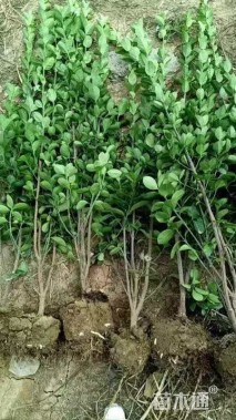 高度30厘米北海道黄杨小苗