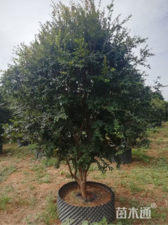 高度200厘米嘉宝果