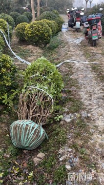 冠幅150厘米海桐球