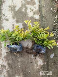 高度19厘米金叶假连翘