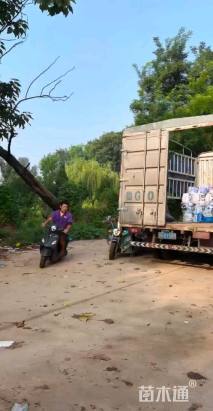 高度50厘米墨西哥鼠尾草