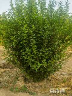 高度350厘米木槿